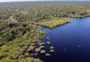 Cinco países aderem a fundo para conservação de florestas tropicais