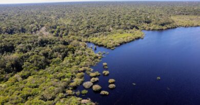 Cinco países aderem a fundo para conservação de florestas tropicais