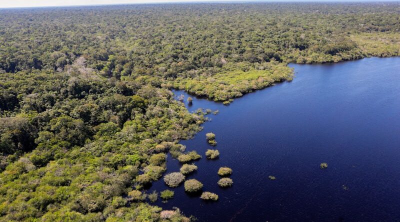 Cinco países aderem a fundo para conservação de florestas tropicais