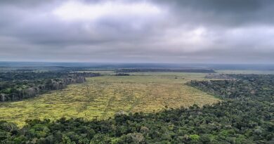 Degradação de florestas na Amazônia bate recorde mensal em setembro