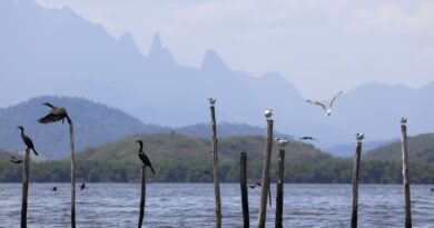 Mangue conservado transforma pescadores em guias de turismo