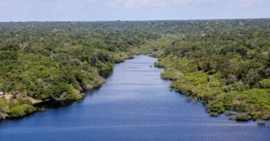 Organizações reivindicam participação nas tomadas de decisão da COP16