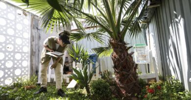 Prevenção de dengue deve ir além de mensagens sobre hábitos e cuidados