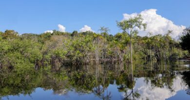 Sociedade civil aposta em parcerias para recuperação florestal no país