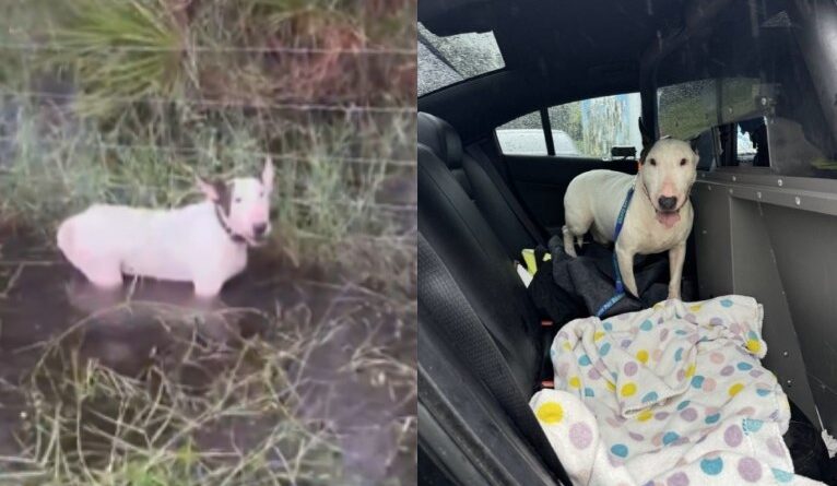 Tutor que abandonou cão amarrado na Flórida antes da passagem do Milton é preso