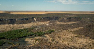 Após cinco anos de aumento, desmatamento no Cerrado tem queda