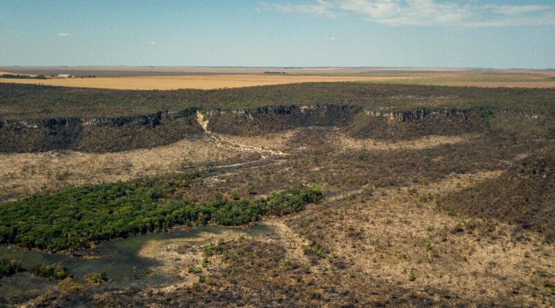 Após cinco anos de aumento, desmatamento no Cerrado tem queda