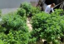 Brasil atingiu a marca de 672 mil pacientes que se tratam com cannabis