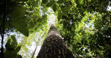 CNJ abre semana nacional de regularização fundiária na Amazônia