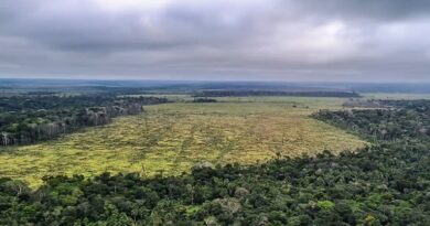 Desmatamento cai 30% na Amazônia e 25% no Cerrado