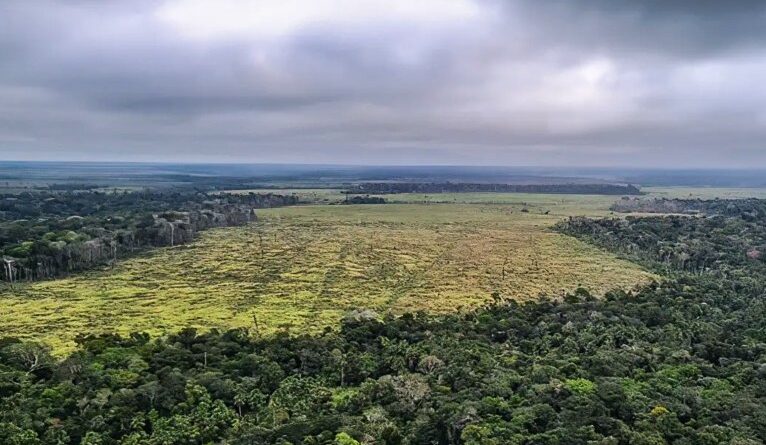 Desmatamento cai 30% na Amazônia e 25% no Cerrado