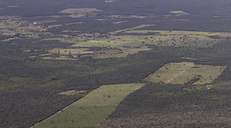 Desmatamento cai 55% na Mata Atlântica no primeiro semestre