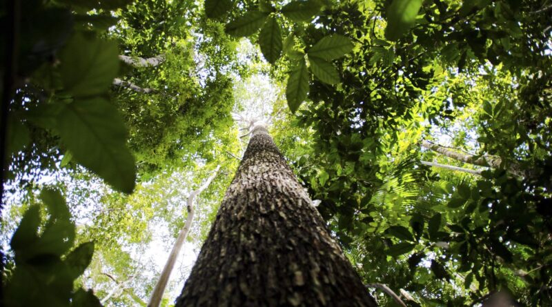 Lideranças indígenas e ativistas debatem em Manaus futuro da Amazônia