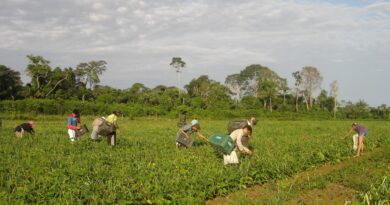 Lula sanciona lei que autoriza R$ 500 mi para agricultura familiar