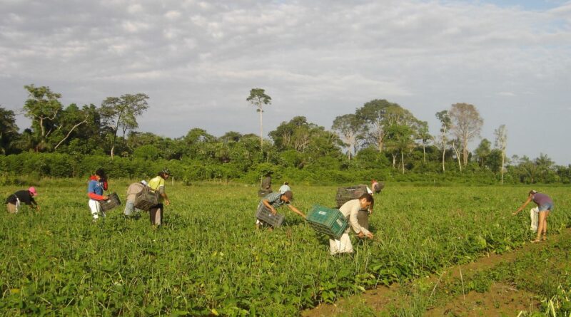 Lula sanciona lei que autoriza R$ 500 mi para agricultura familiar