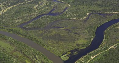 Maior parte da Mata Atlântica tem menos de 30% de vegetação nativa