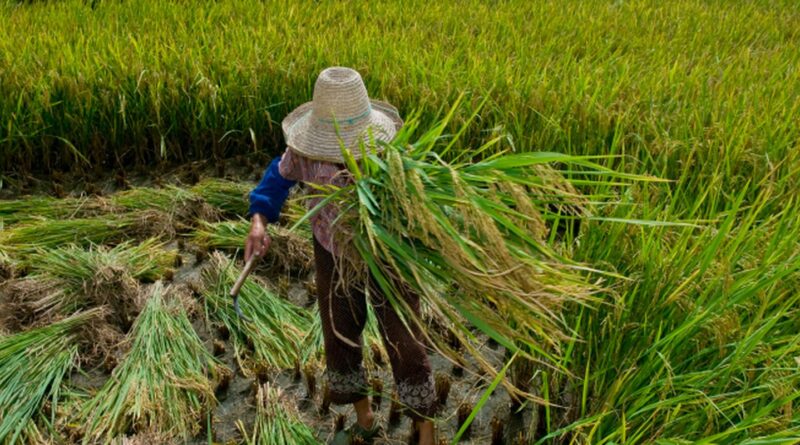 Rio aprova lei para proteger e reintegrar vítimas de trabalho escravo