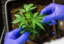 STJ autoriza cultivo de cannabis para fins medicinais