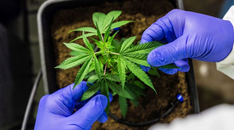 STJ autoriza cultivo de cannabis para fins medicinais