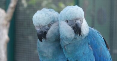 Zoológico de São Paulo abre novo espaço dedicado às ararinhas-azuis