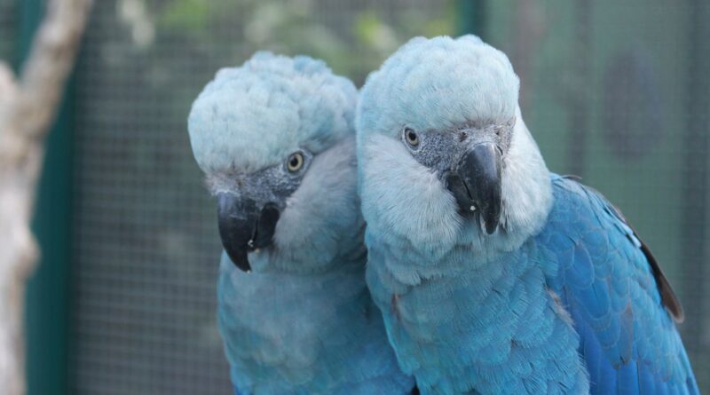 Zoológico de São Paulo abre novo espaço dedicado às ararinhas-azuis