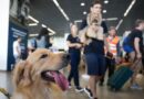 novas regras para transporte de pets em aviões entram em vigor em dezembro; entenda