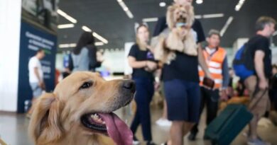 novas regras para transporte de pets em aviões entram em vigor em dezembro; entenda