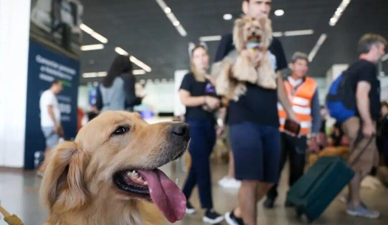 novas regras para transporte de pets em aviões entram em vigor em dezembro; entenda