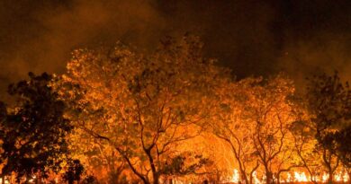 Amazônia tem diversidade empobrecida por incêndios florestais