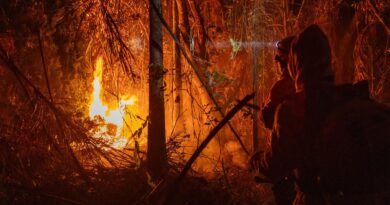 Área queimada no Brasil até novembro quase dobra em relação a 2023