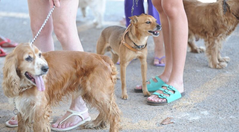 Cadastro Nacional de Animais Domésticos está em fase final de testes