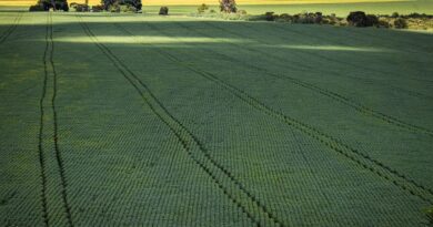 Em menos de quatro décadas, área destinada à soja cresce nove vezes