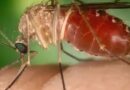 Espírito Santo confirma a primeira morte por febre Oropouche