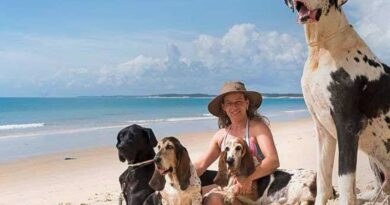 Férias chegam e trazem um dilema: viajar ou não com os pets?