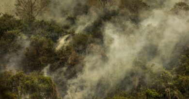 Governo aprova planos contra desmatamento no Pantanal e na Caatinga