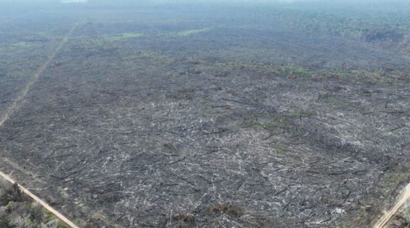 Apenas 5% dos casos de desmatamento na Amazônia geraram indenizações