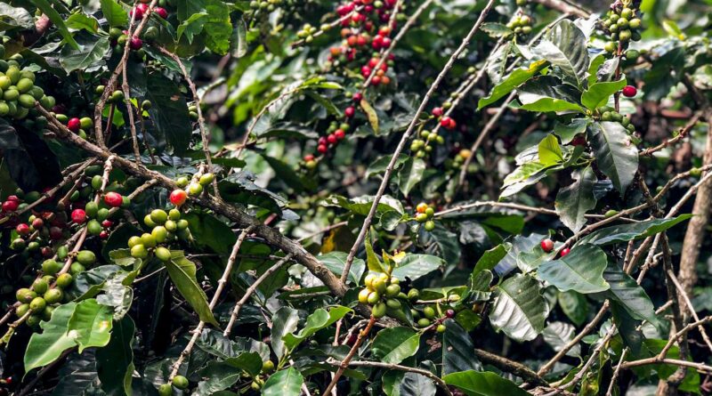 Conab estima produção de 51,8 milhões de sacas de café este ano