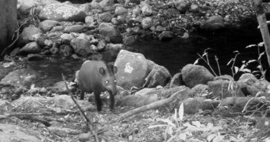 Consideradas extintas, antas são vistas no Rio após 100 anos