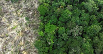 Dino dá prazo de 60 dias para Amazônia e Pantanal aderirem ao Sinaflor