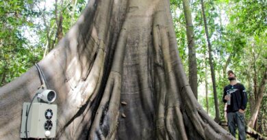 Tecnologias monitoram biodiversidade, árvores e ar da Amazônia