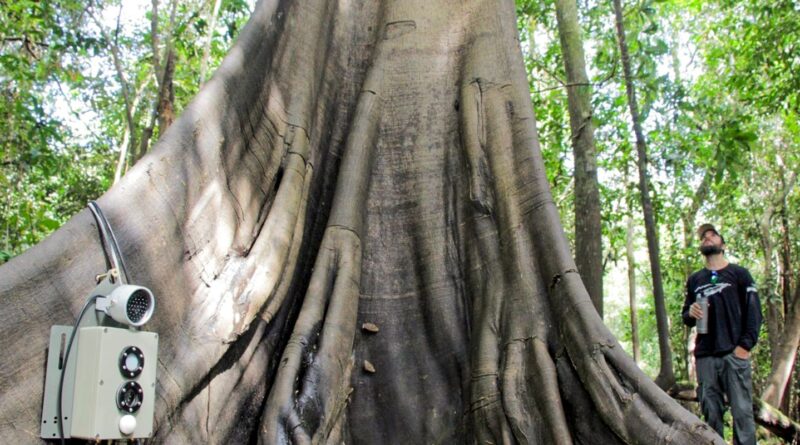 Tecnologias monitoram biodiversidade, árvores e ar da Amazônia