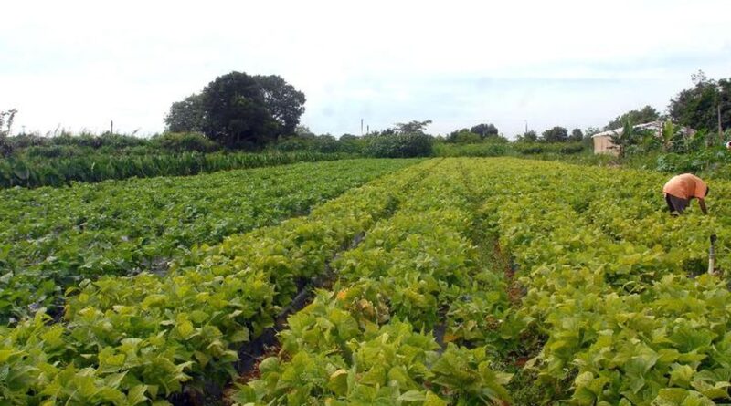 CMN prorroga parcelas de crédito rural a afetados por seca no Nordeste