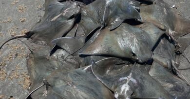 Cerca de 250 raias Ticonha são encontradas mortas no litoral paulista