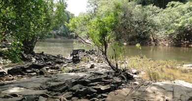 Governo lança edital para concessão da Flona do Jatuarana, no Amazonas