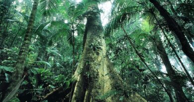 Justiça prolonga uso da Força Nacional em ações de proteção ambiental