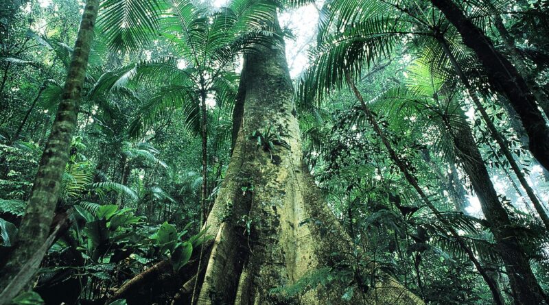 Justiça prolonga uso da Força Nacional em ações de proteção ambiental