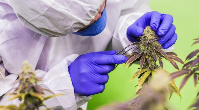 STJ nega mais prazo para regulamentar cannabis para fins medicinais