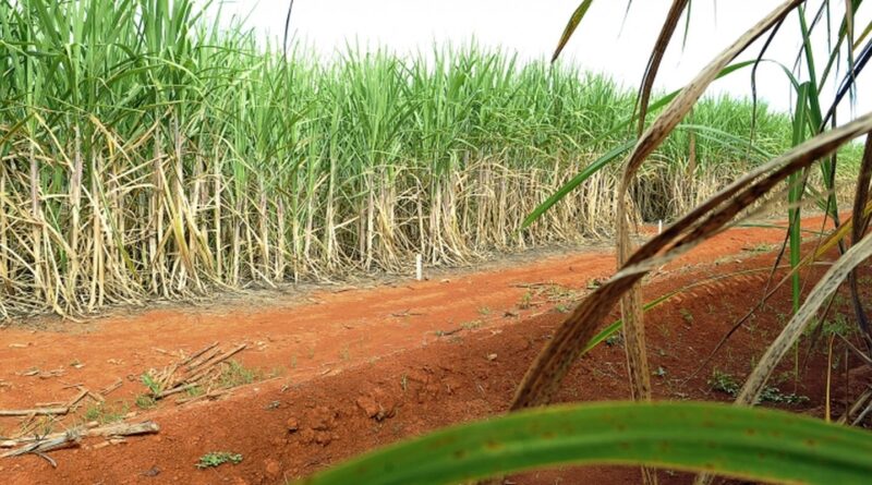 “Super enzima” de bactéria pode transformar resíduos em biocombustível