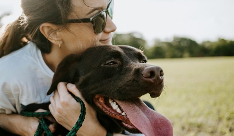 saiba como identificar e prevenir casos de hipertermia em pets