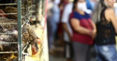 Calor extremo, alta do milho e quaresma pressionam preço do ovo